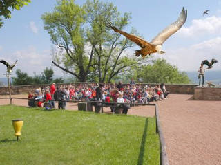 Sächsischer Falkenhof Augustusburg © Sächsischer Falkenhof Augustusburg